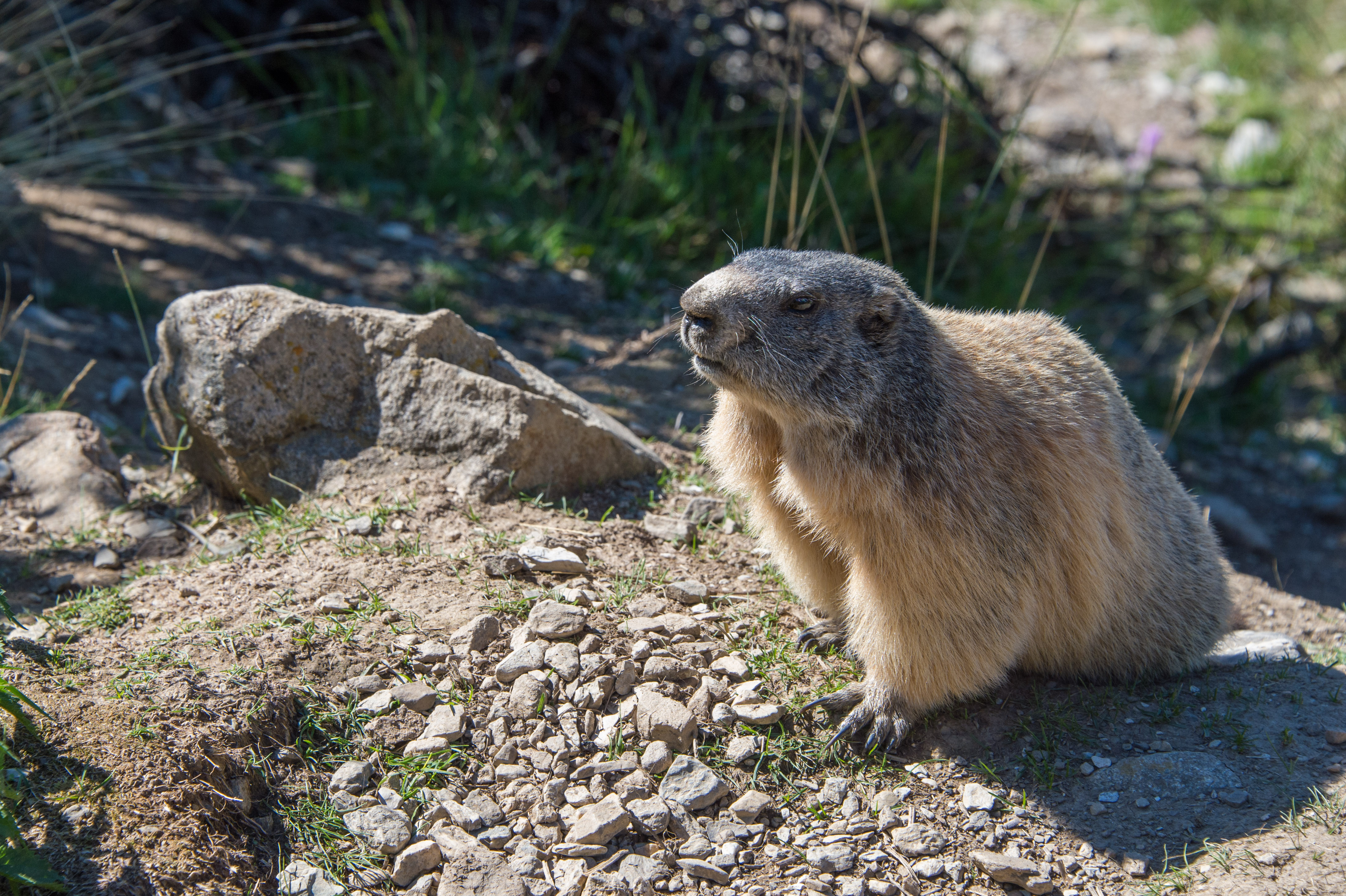 marmotte