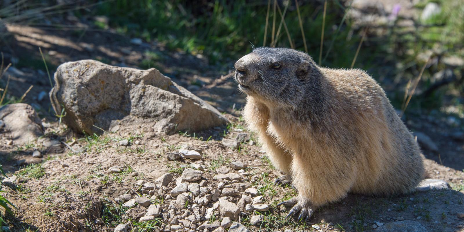 marmotte