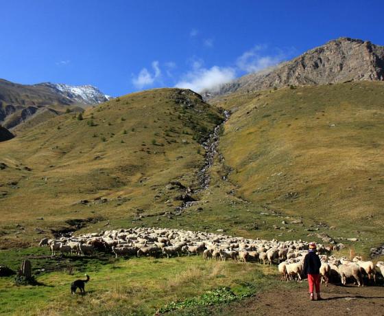 pastoralisme au saut du Laire