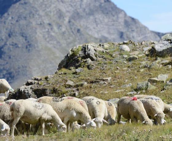 troupeau ovins aux lacs jumeaux